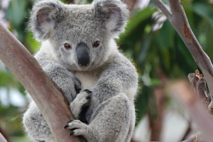 Коала Коала